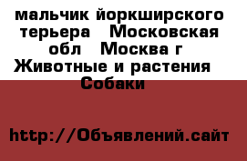 мальчик йоркширского терьера - Московская обл., Москва г. Животные и растения » Собаки   